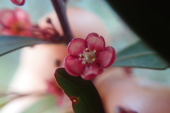 Maytenus acuminata acuminata