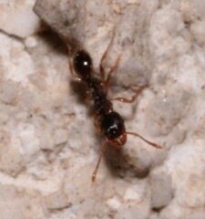 Tetramorium caespitum
