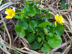 Ficaria verna
