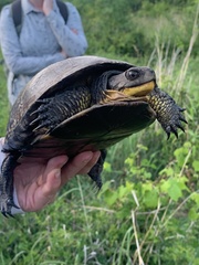 Emydoidea blandingii