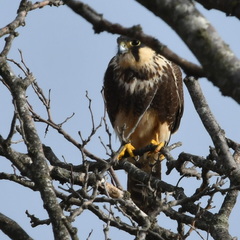Falco femoralis