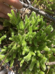 Lycopodium clavatum