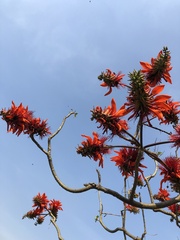 Erythrina