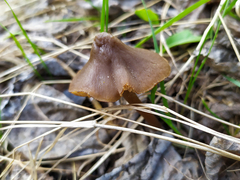 Entoloma vernum