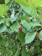 Malus prunifolia