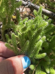 Lycopodium clavatum