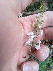 Linaria purpurea
