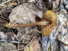 Entoloma vernum