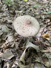 Macrolepiota procera