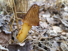 Verpa bohemica