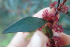 Maytenus acuminata acuminata
