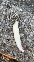 Phallus hadriani
