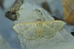 Herpetogramma aquilonalis