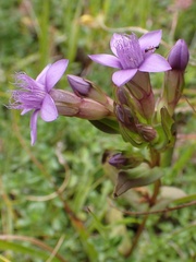 Gentianella