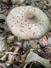 Macrolepiota procera
