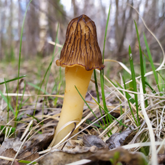 Verpa bohemica