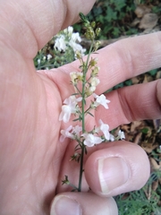 Linaria purpurea
