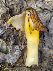 Verpa bohemica