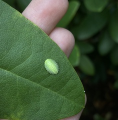 Apoda limacodes