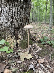 Macrolepiota procera