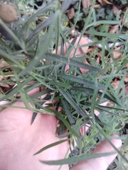 Linaria purpurea