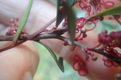 Maytenus acuminata acuminata