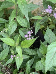 Cyanthillium cinereum