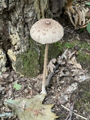 Macrolepiota procera