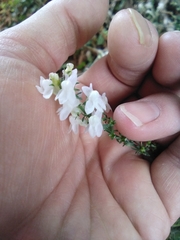 Linaria purpurea