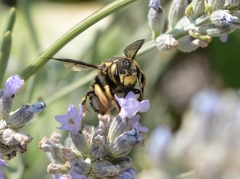 Anthidium florentinum
