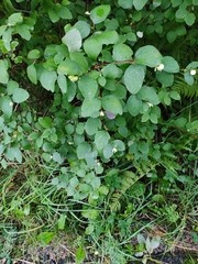 Symphoricarpos mollis