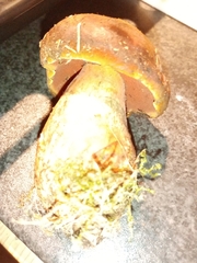 Neoboletus luridiformis