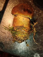 Neoboletus luridiformis