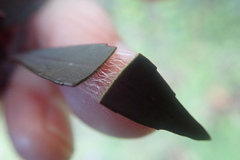 Maytenus acuminata acuminata