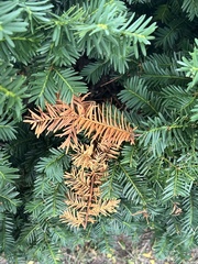 Pestalotiopsis funerea