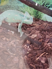 Chamaeleo calyptratus