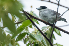 Pachyramphus rufus