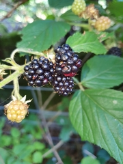 Rubus fruticosus