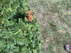 Pestalotiopsis funerea