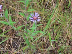 Canadanthus modestus
