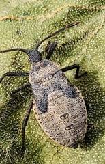Anasa