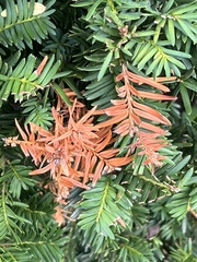 Pestalotiopsis funerea