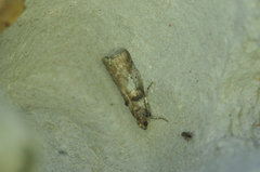 Acrobasis