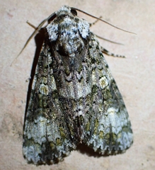 Craniophora ligustri