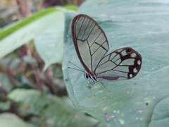 Pseudohaetera hypaesia