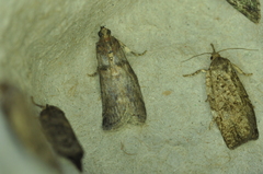Acrobasis