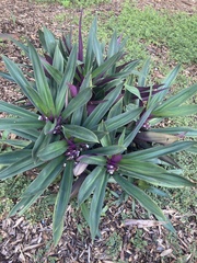 Tradescantia spathacea