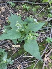 Ageratina altissima