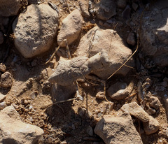 Eremiaphila brunneri