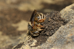 Anthophora
